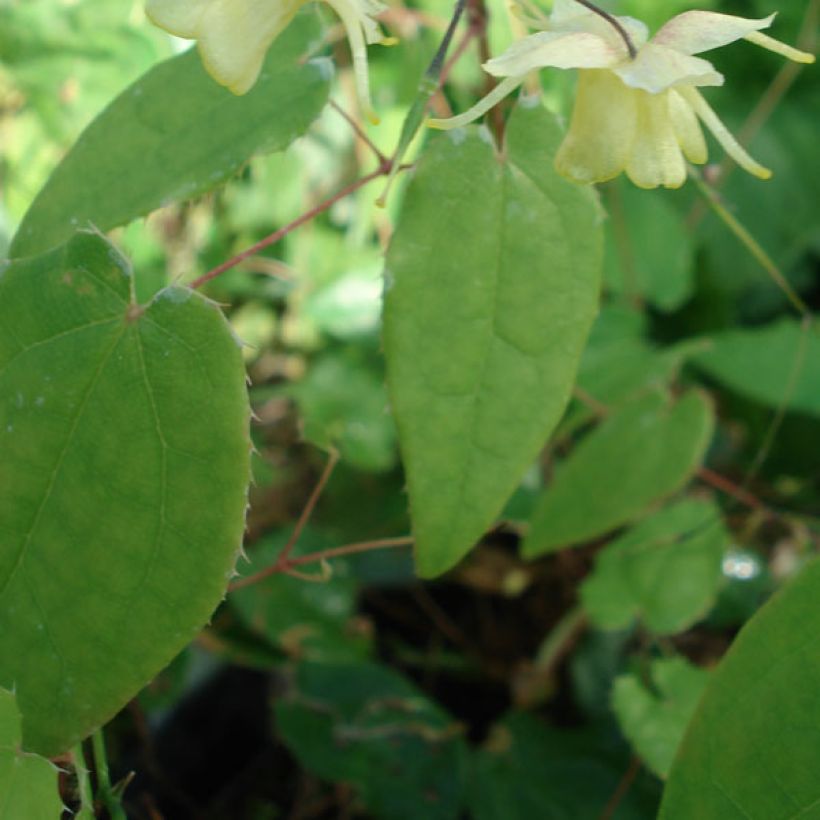Epimedium Flowers of Sulphur - Barrenwort (Foliage)