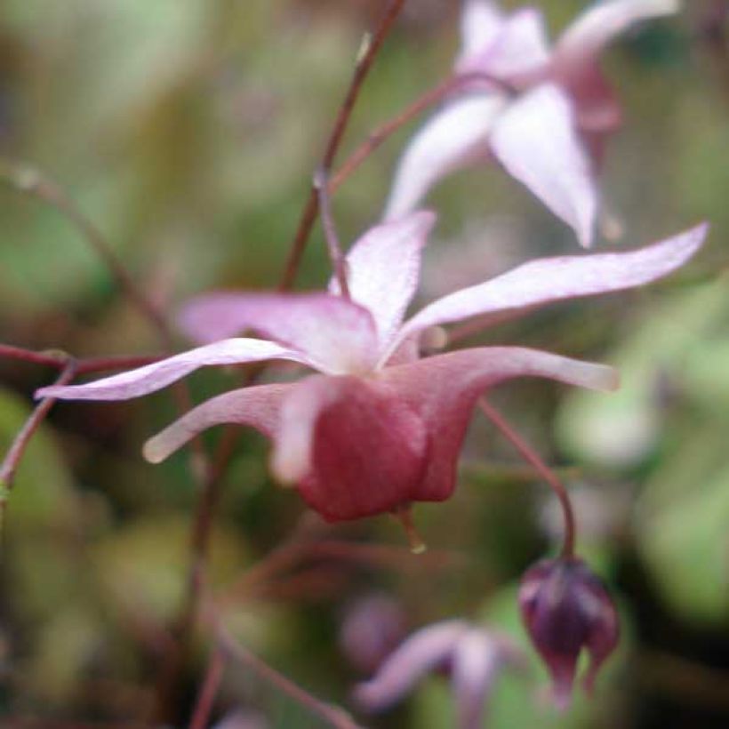 Epimedium Pink Elf - Barrenwort (Flowering)