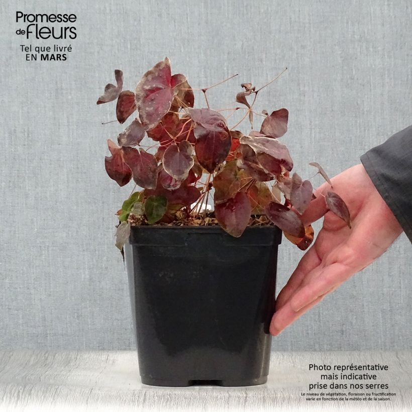 Epimedium acuminatum - Barrenwort 2L/3L pot sample as delivered in spring