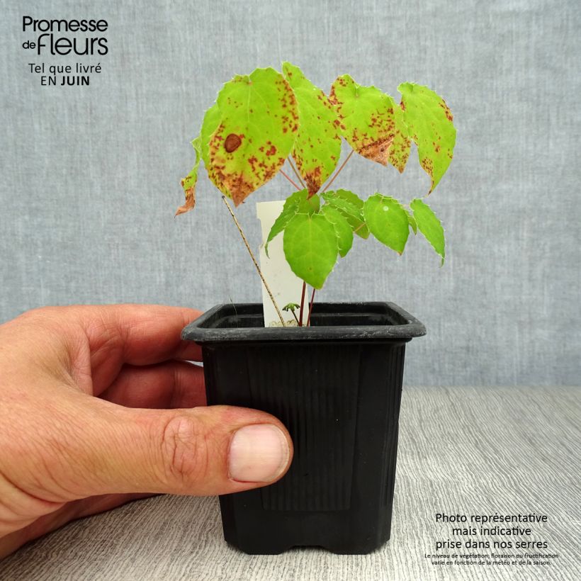 Epimedium alpinum - Barrenwort 8/9 cm pot sample as delivered in summer