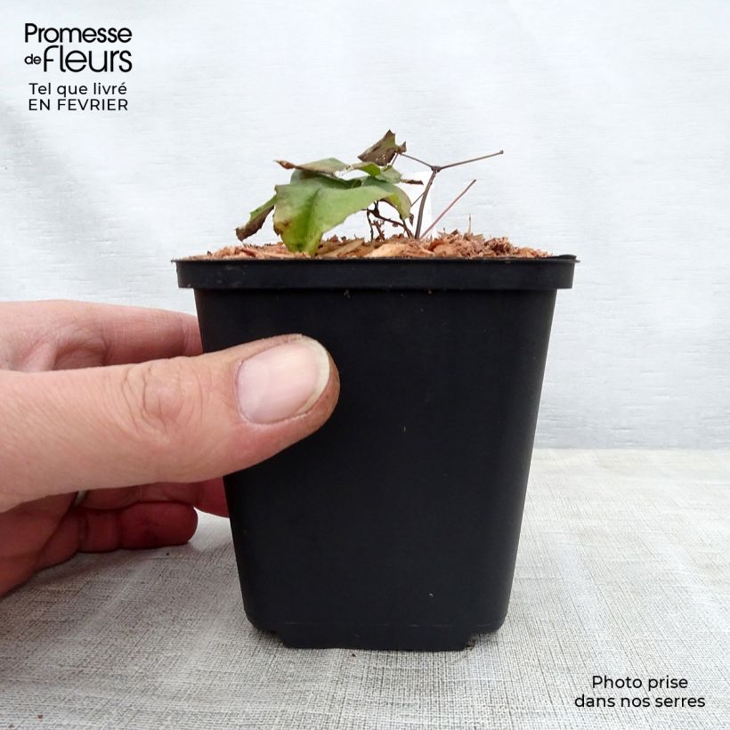 Epimedium dolichostemon - Barrenwort 8/9 cm pot sample as delivered in winter