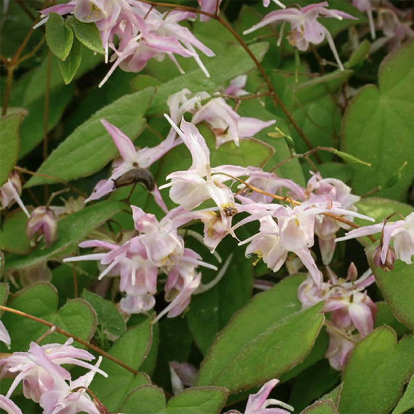 Epimedium grandiflorum Akebono - Fairy Wings (Flowering)