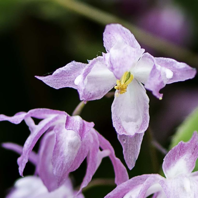 Epimedium Beni-kujaku - Barrenwort (Flowering)