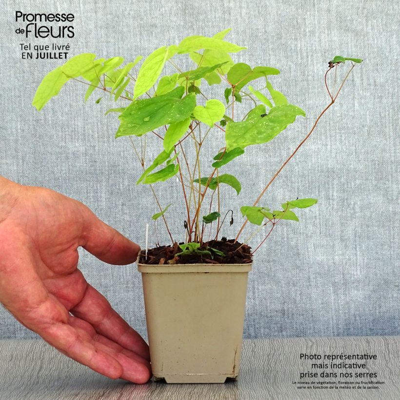 Epimedium Beni-kujaku - Barrenwort 8/9 cm pot sample as delivered in summer