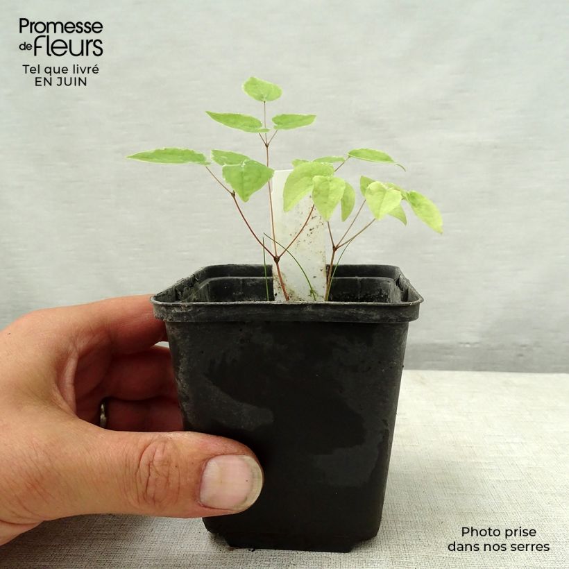 Epimedium grandiflorum Purple Pixie - Fairy Wings 8/9 cm pot sample as delivered in summer