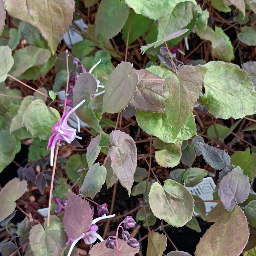 Epimedium grandiflorum Purple Pixie - Fairy Wings (Foliage)