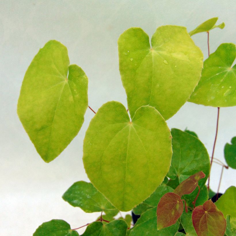 Epimedium grandiflorum Red Beauty - Fairy Wings (Foliage)