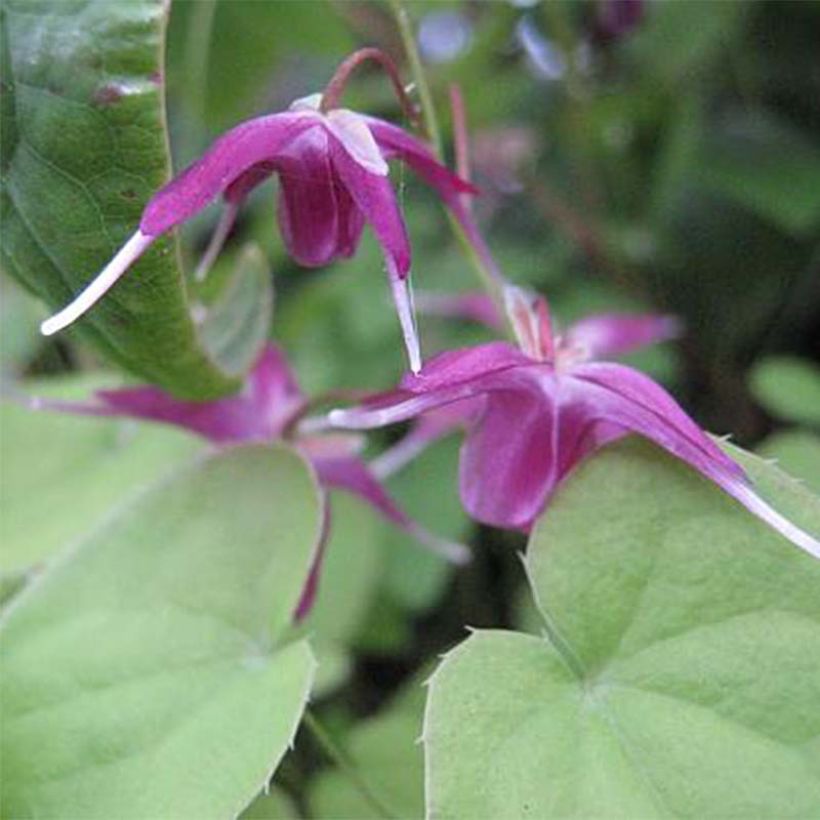 Epimedium Shiho - Barrenwort (Flowering)