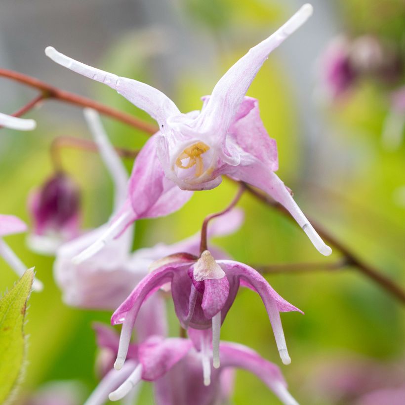 Epimedium grandiflorum Pretty in Pink - Fairy Wings (Flowering)