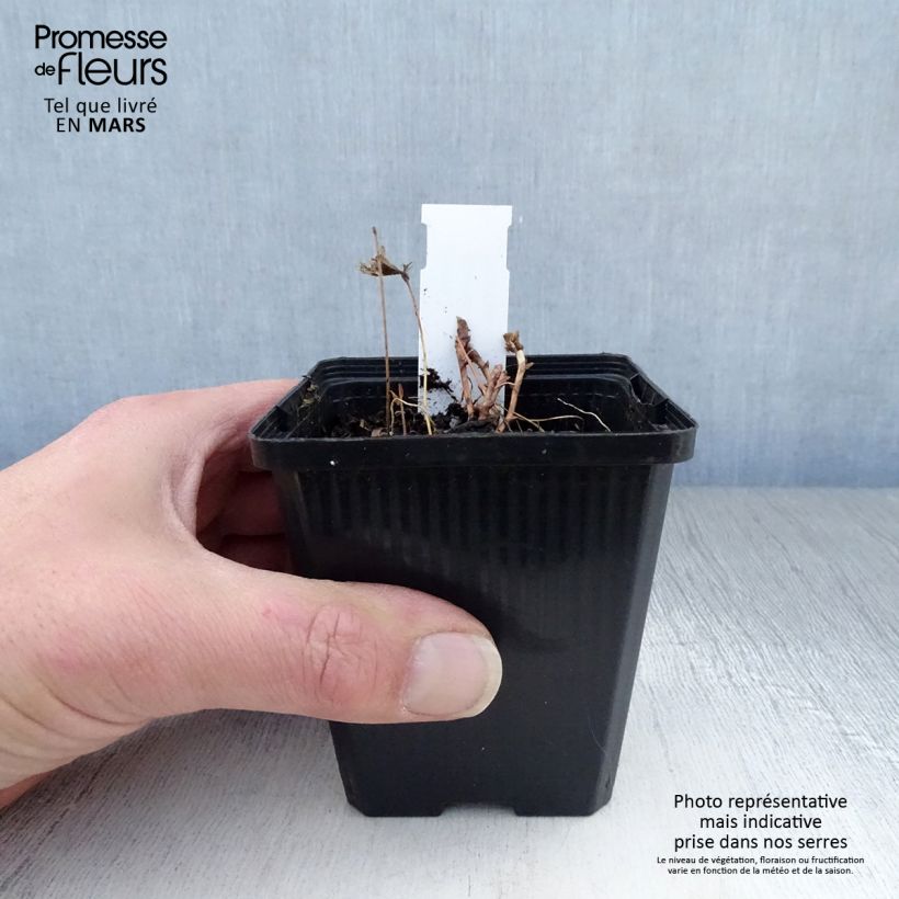 Epimedium leptorrhizum - Barrenwort 8/9 cm pot sample as delivered in spring