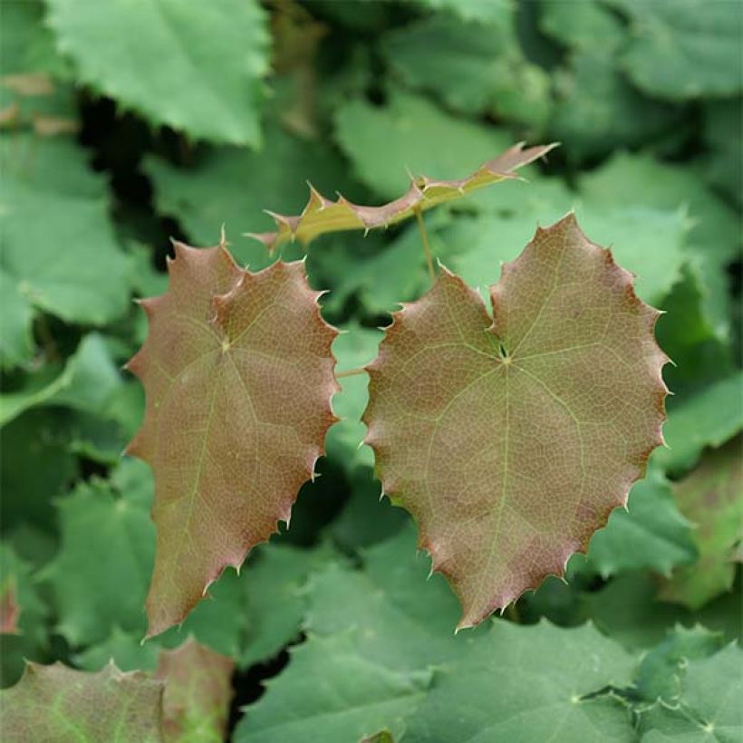 Epimedium pauciflorum - Barrenwort (Foliage)