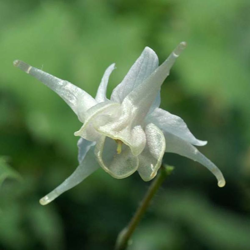 Epimedium pauciflorum - Barrenwort (Flowering)