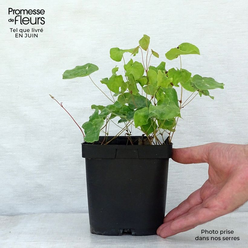 Epimedium perralchicum Fröhnleiten - Barrenwort 2L/3L pot sample as delivered in summer