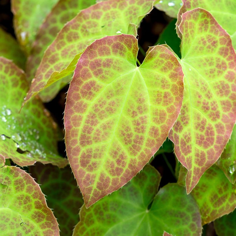 Epimedium perralchicum Fröhnleiten - Barrenwort (Foliage)