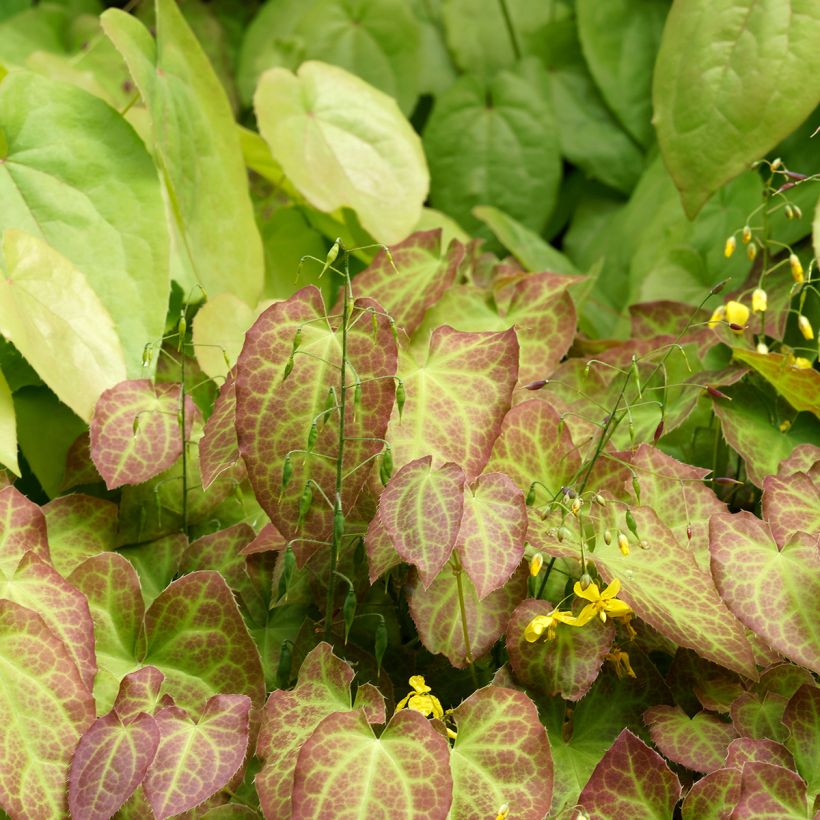 Epimedium perralchicum Fröhnleiten - Barrenwort (Plant habit)