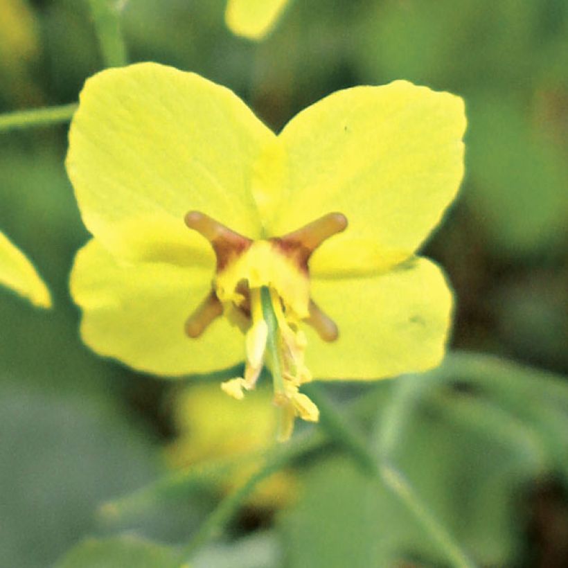 Epimedium perralchicum Fröhnleiten - Barrenwort (Flowering)