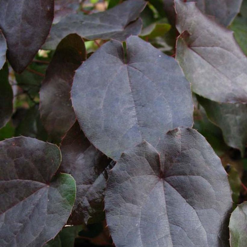 Epimedium pinnatum subsp. colchicum Black Sea - Barrenwort (Foliage)