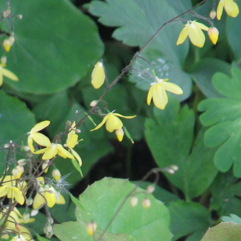 Epimedium platypetalum - Barrenwort (Flowering)