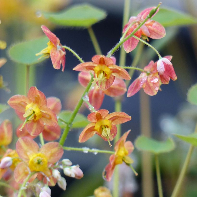 Epimedium pubigerum Orangekönigin - Barrenwort (Flowering)