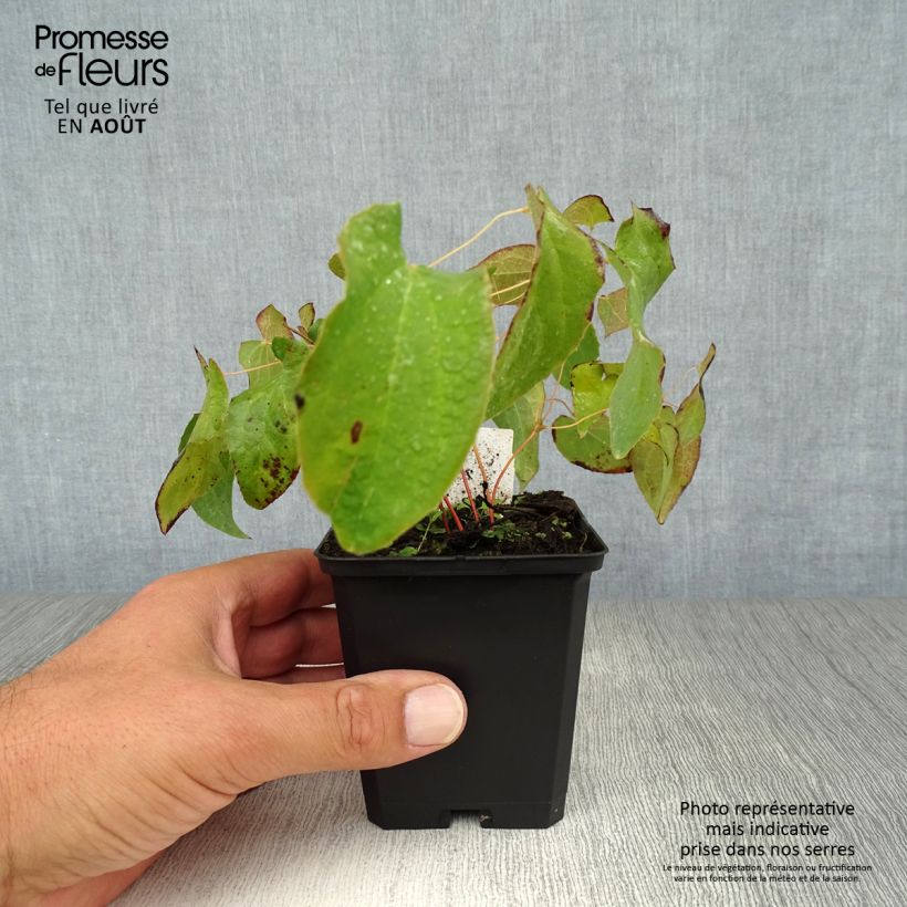 Epimedium x rubrum - Barrenwort 8/9 cm pot sample as delivered in summer
