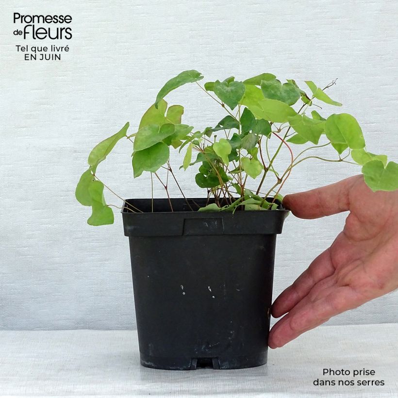 Epimedium x rubrum - Barrenwort 2L/3L pot sample as delivered in summer