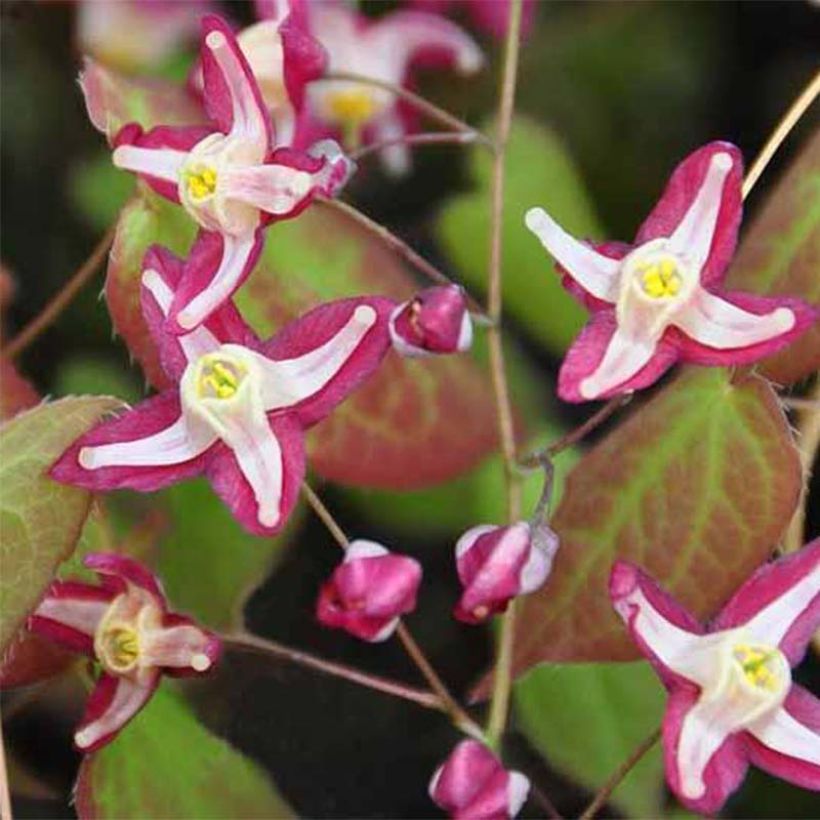Epimedium rubrum Galadriel - Barrenwort (Flowering)