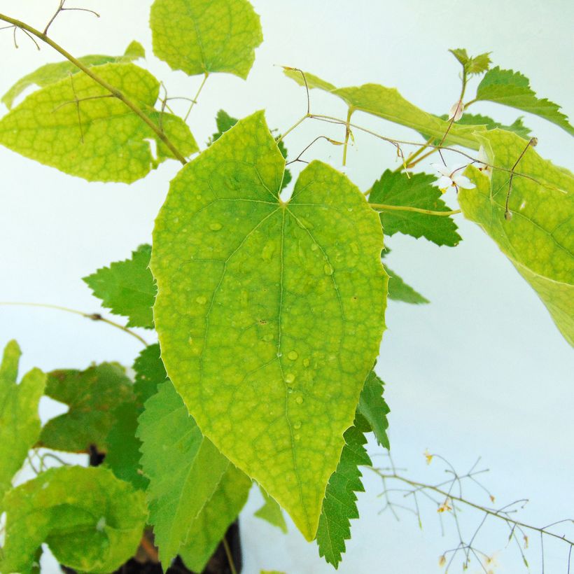 Epimedium stellulatum Wudang Star - Barrenwort (Foliage)