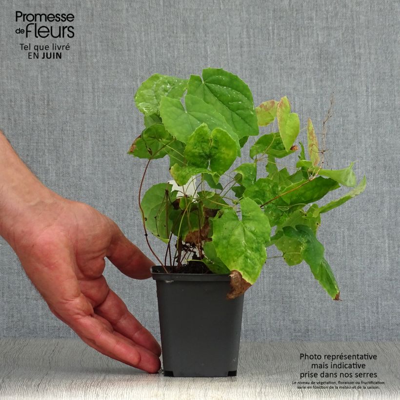 Epimedium stellulatum Wudang Star - Barrenwort 8/9 cm pot sample as delivered in summer