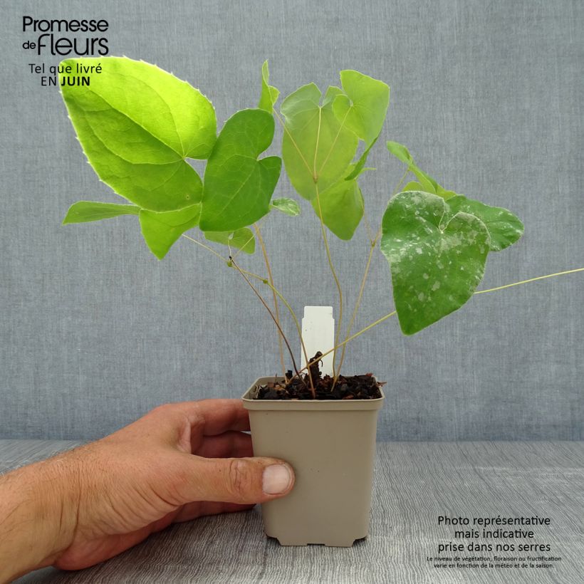 Epimedium x warleyense Ellen willmott - Barrenwort 8/9 cm pot sample as delivered in summer
