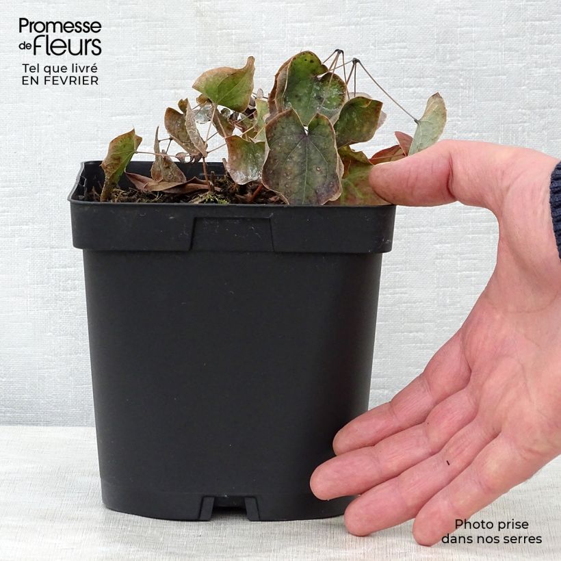 Epimedium x warleyense - Barrenwort 2L/3L pot sample as delivered in winter