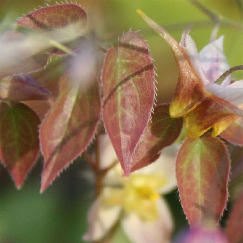 Epimedium grandiflorum Cupreum - Fairy Wings (Foliage)