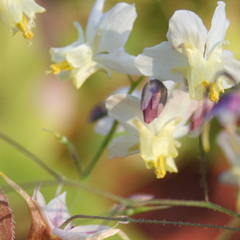 Epimedium grandiflorum Cupreum - Fairy Wings (Flowering)