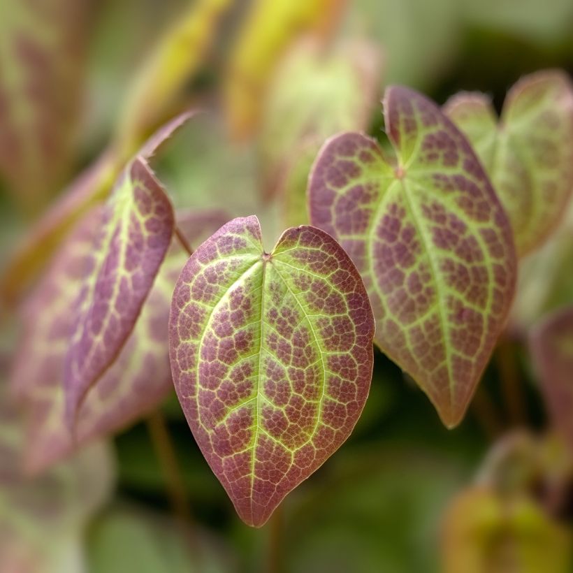 Epimedium x versicolor Sulphureum - Barrenwort (Foliage)