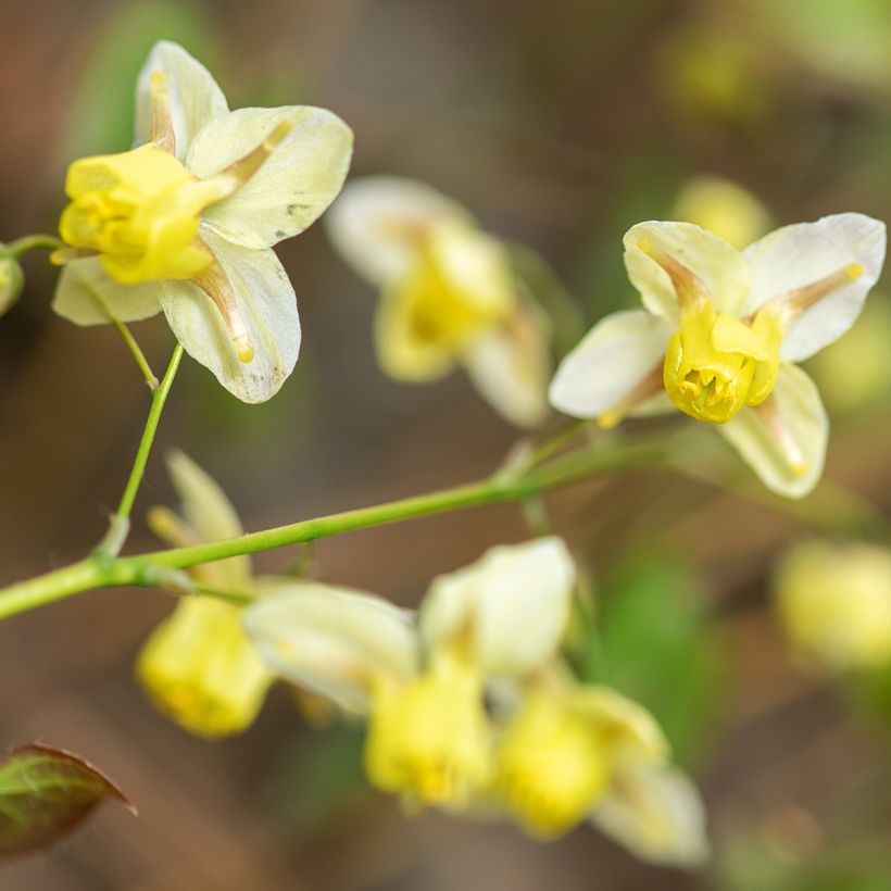 Epimedium x versicolor Sulphureum - Barrenwort (Flowering)