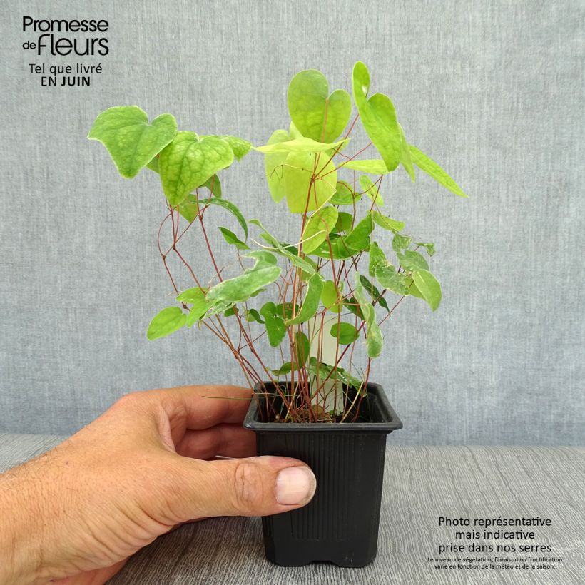 Epimedium x youngianum Roseum - Barrenwort 8/9 cm pot sample as delivered in summer