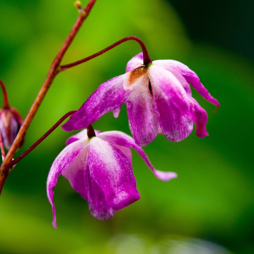 Epimedium x youngianum Roseum - Barrenwort (Flowering)