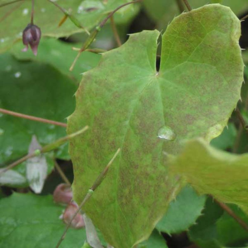 Epimedium Pink Elf - Barrenwort (Foliage)