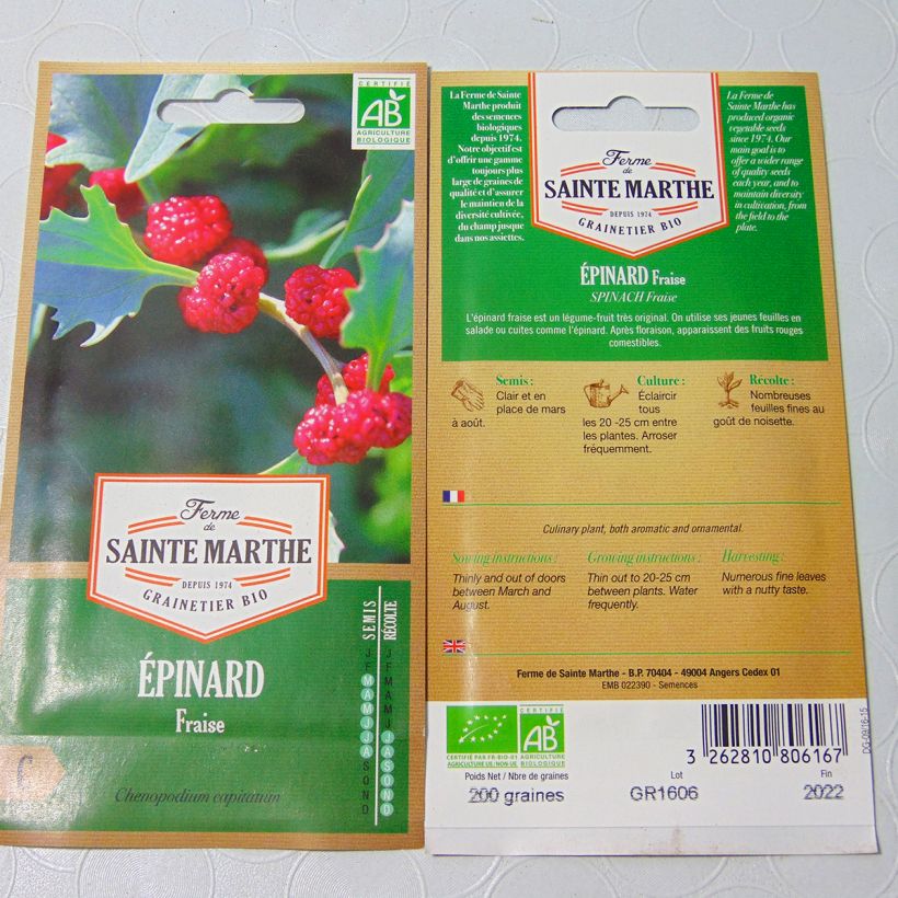 Example of Chenopodium capitatum Fraise per pack of 180 seeds (0.15g) specimen as delivered