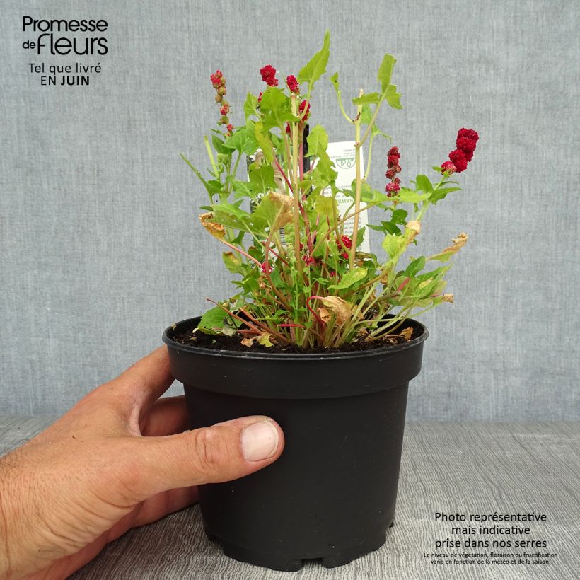 Strawberry Spinach - Chenopodium capitatum 1.5L/2L pot sample as delivered in summer