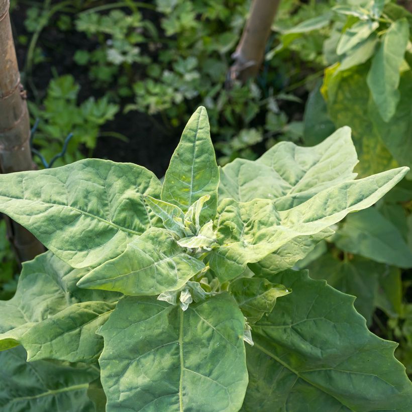 Spinach Giant Winter (Foliage)