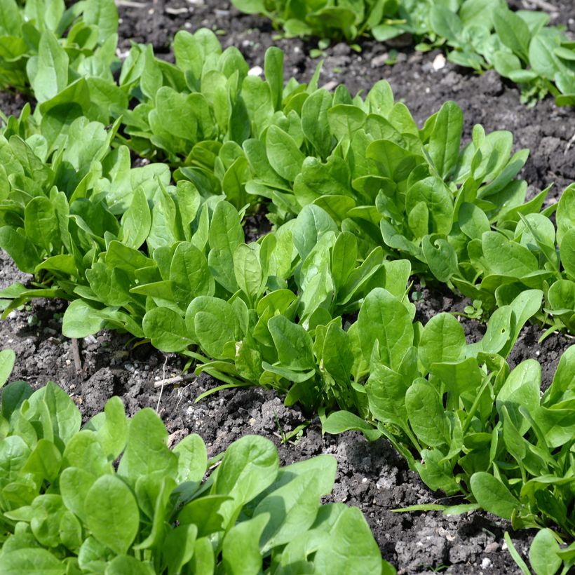 Spinach Matador Organic - Viking Spinach (Plant habit)
