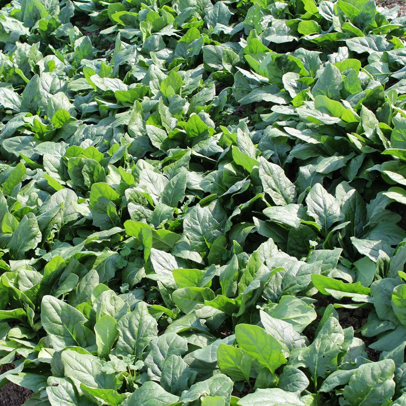 Spinach Picasso F1 (Foliage)