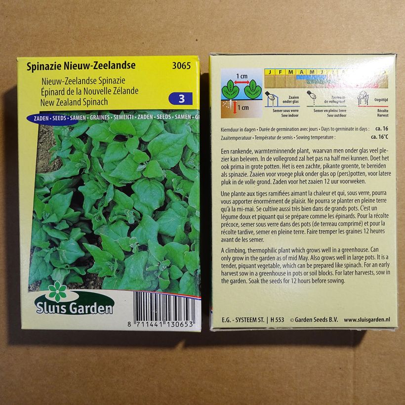 Example of New Zealand Spinach - Tetragone - Tetragonia tetragonioides per pack of 2500 seeds (25g) specimen as delivered