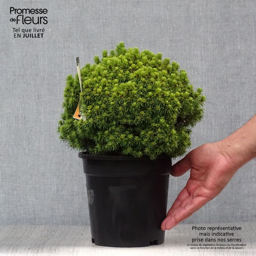 Picea glauca Alberta Globe - White Spruce 2L/3L pot sample as delivered in summer