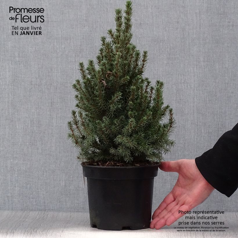 Picea glauca Conica Blue - White Spruce 3L/4L pot sample as delivered in winter