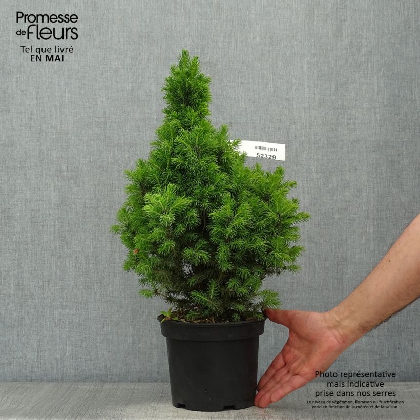 Picea glauca Conica Blue - White Spruce 3L/4L pot 30/40cm sample as delivered in spring