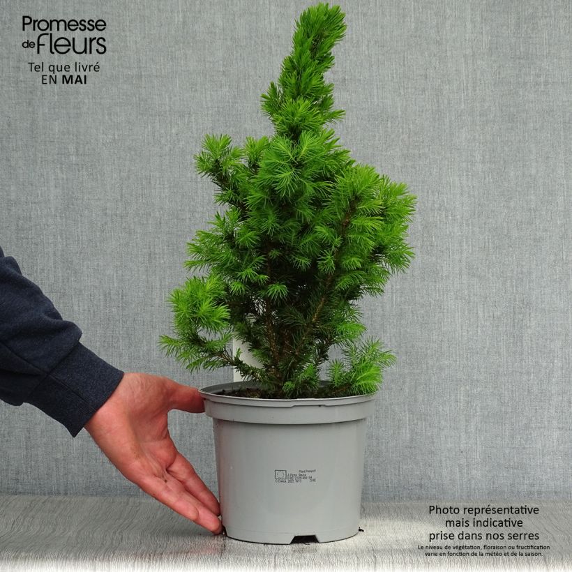 Picea glauca Conica - White Spruce sample as delivered in spring