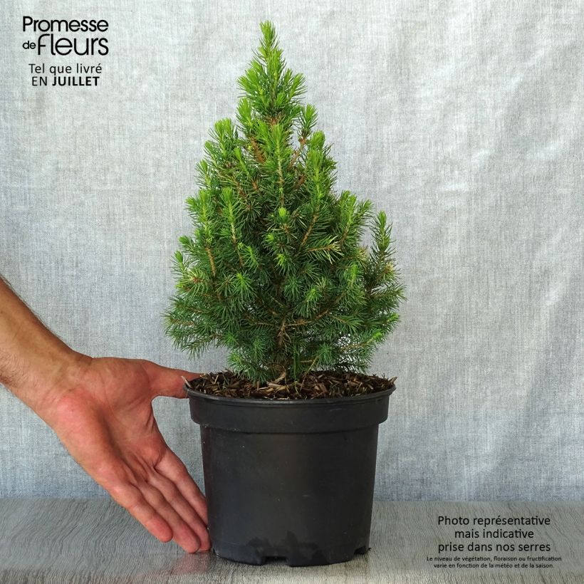White spruce - Picea glauca Daisys White 2L/3L pot sample as delivered in summer