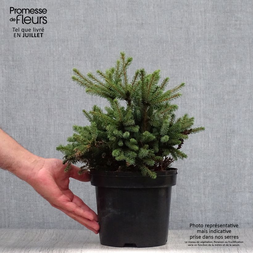 Picea glauca Echiniformis - White Spruce 2L/3L pot sample as delivered in summer