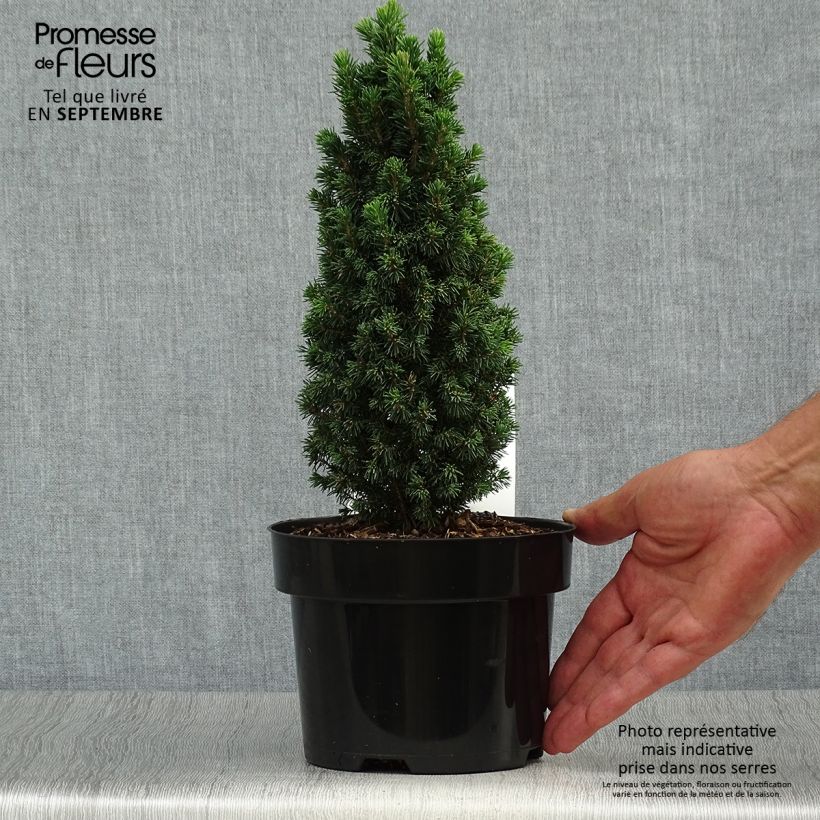 Picea glauca Piccolo - White Spruce 2L/3L pot sample as delivered in autumn